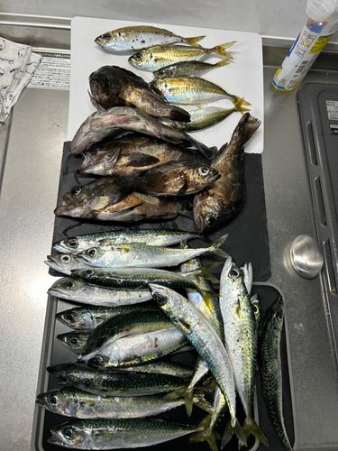 アジの釣果