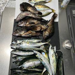 アジ