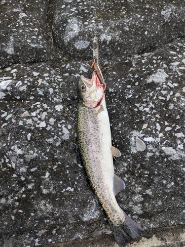 ニジマスの釣果