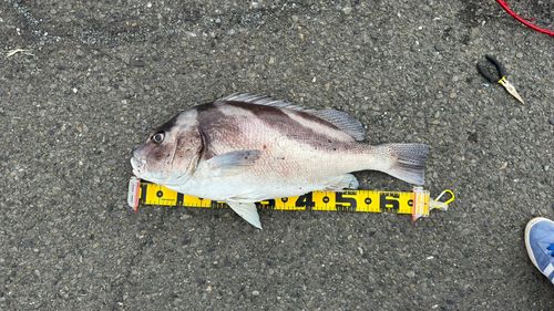 コショウダイの釣果