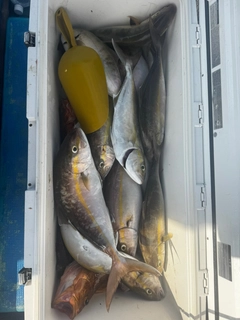 ネリゴの釣果