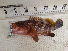 キジハタの釣果