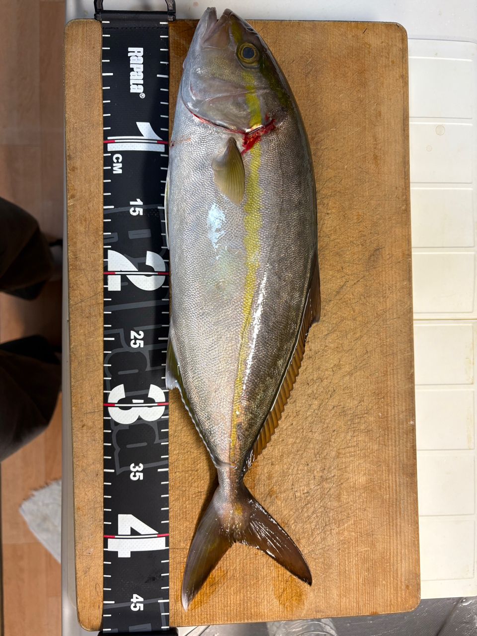 ぐっち@横浜さんの釣果 2枚目の画像