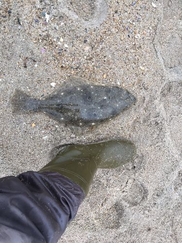 ヒラメの釣果