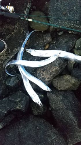タチウオの釣果