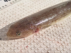 エソの釣果