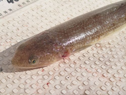 エソの釣果