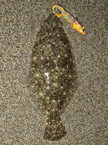 ソゲの釣果