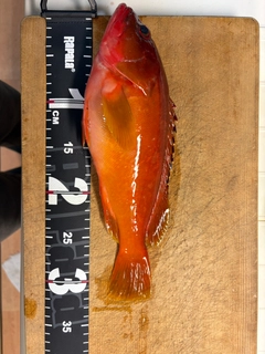 アカハタの釣果