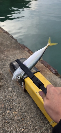 サバの釣果