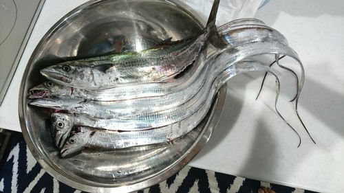 サゴシの釣果