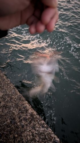 ハゼの釣果