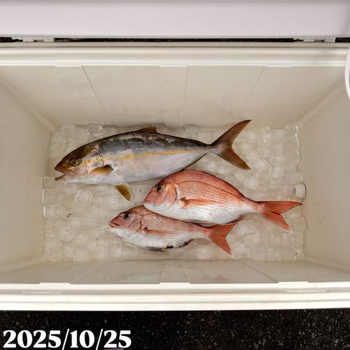 ショゴの釣果