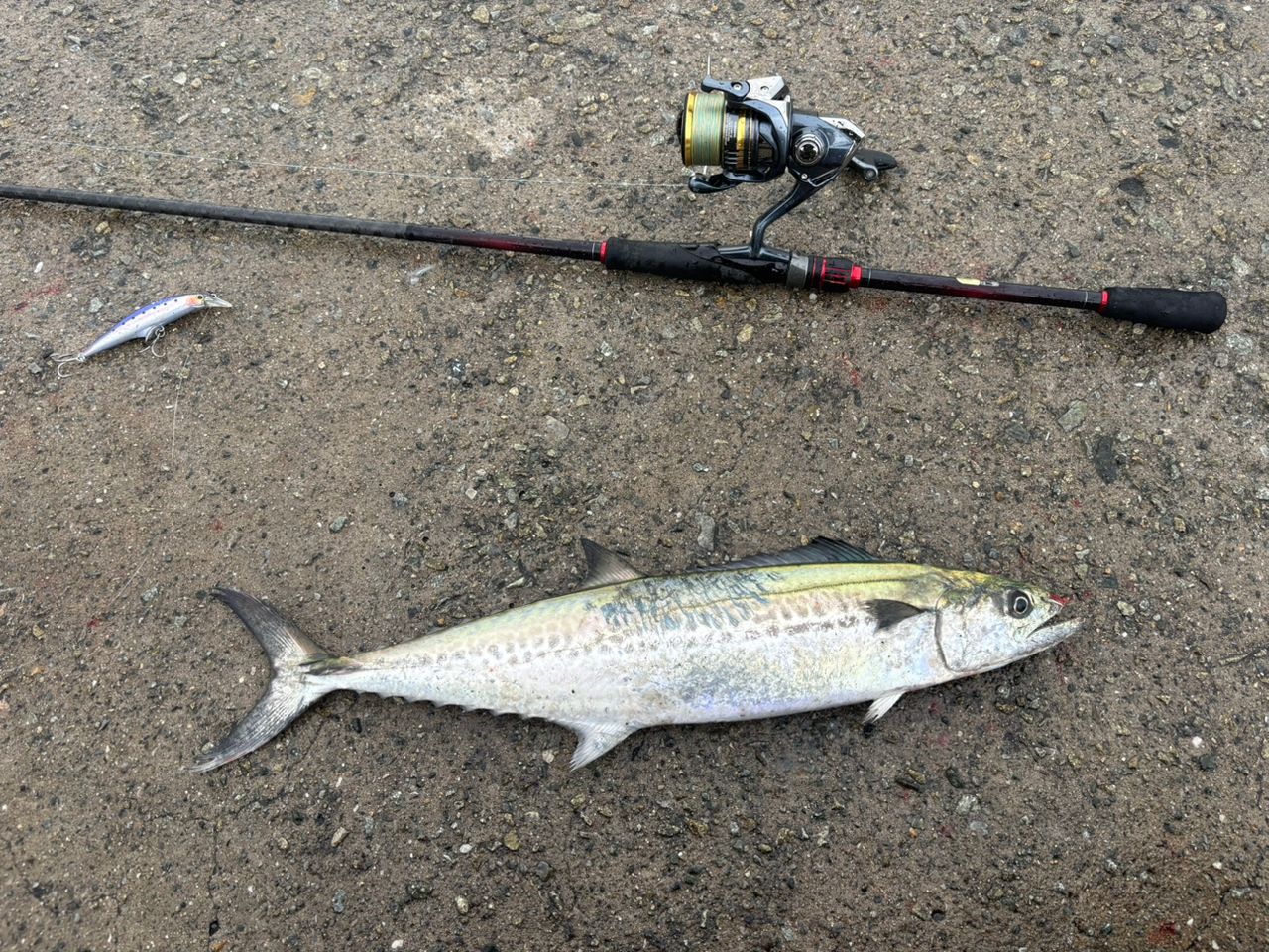 SHIMANO 22セフィア BB S89Mの最安値・インプレ・釣果 | 本音の口コミ