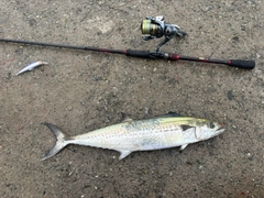 サゴシの釣果