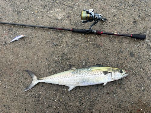 サゴシの釣果