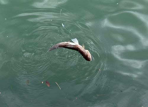 エソの釣果