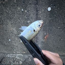 アジ