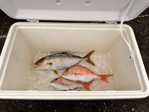 マダイの釣果