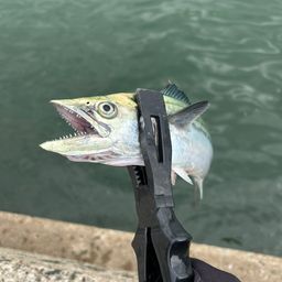 サゴシ