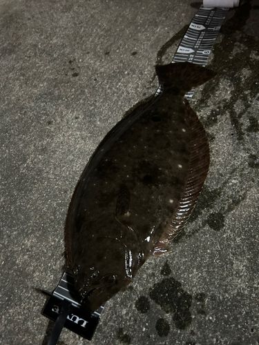 有明海