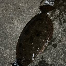 ヒラメ