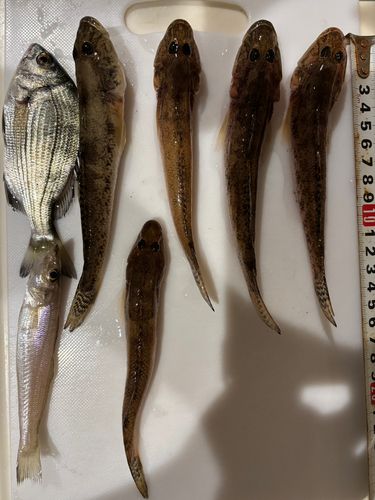 マハゼの釣果