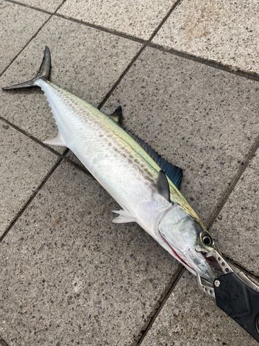 サゴシの釣果
