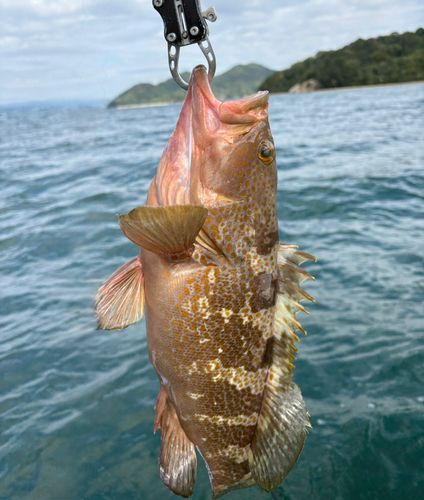 アコウの釣果