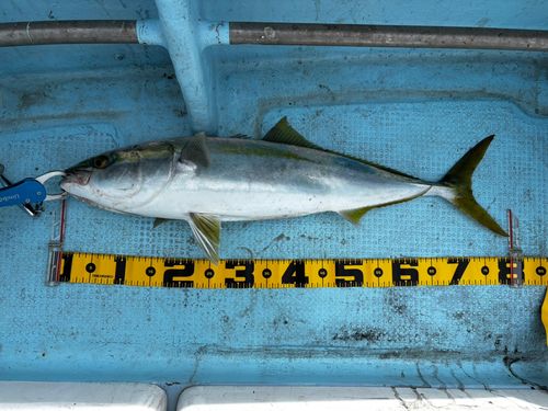 ブリの釣果