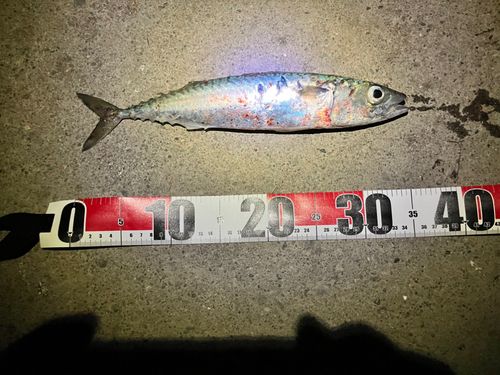 サバの釣果