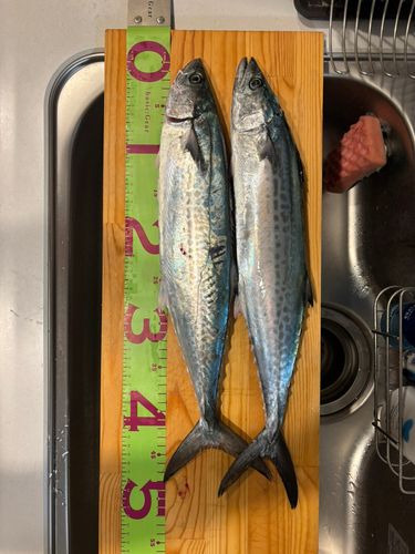 サゴシの釣果