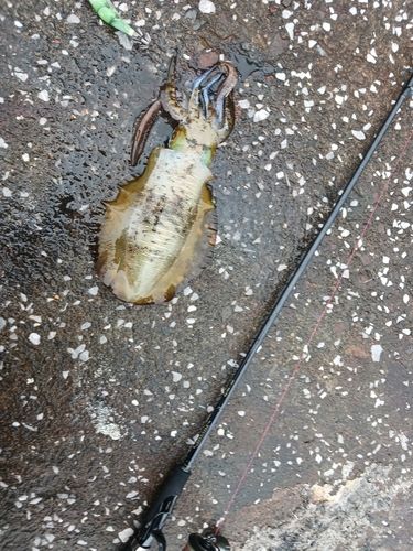 アオリイカの釣果
