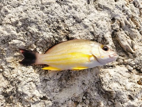 オキフエダイの釣果