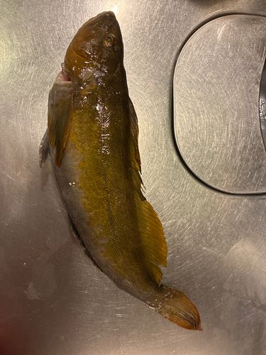 アイナメの釣果