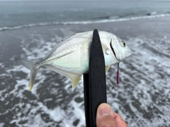 メッキの釣果