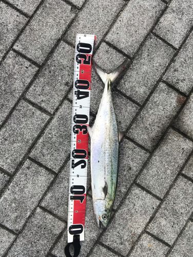 サゴシの釣果
