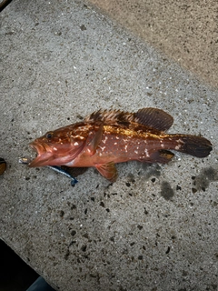 アコウの釣果