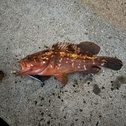 アコウ