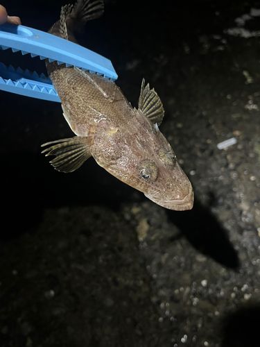 コチの釣果