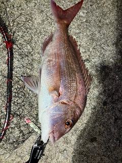 マダイの釣果