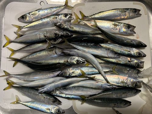 サバの釣果