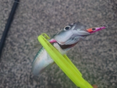 サバの釣果