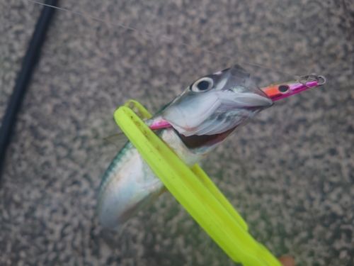 サバの釣果