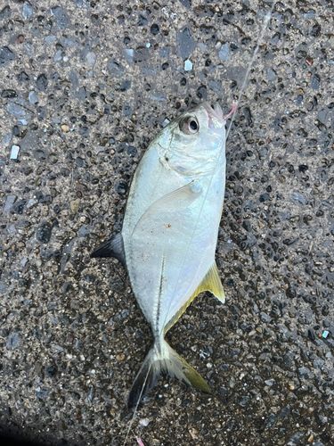 メッキの釣果