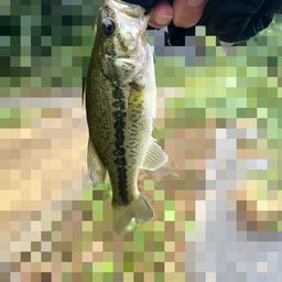 ラージマウスバス