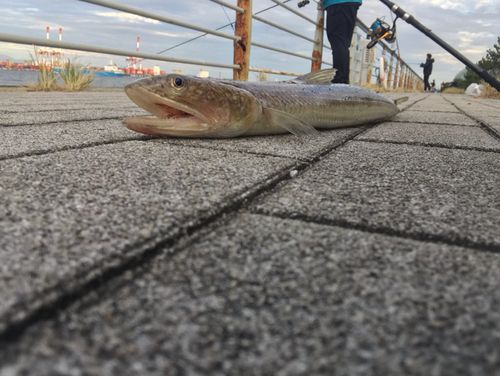 エソの釣果