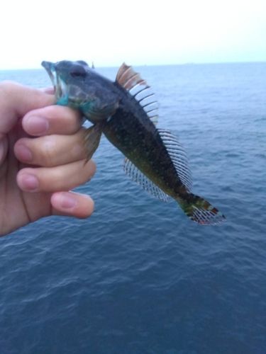 アナハゼの釣果