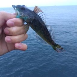 アナハゼ