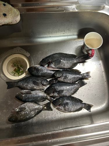 クロの釣果